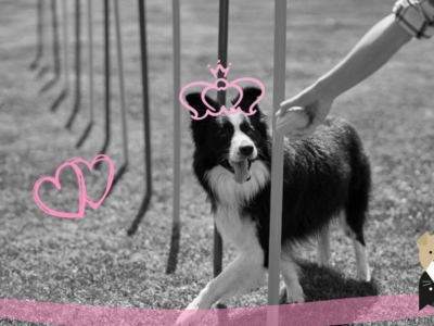 Le Border Collie : un compagnon agile, endurant et élégant