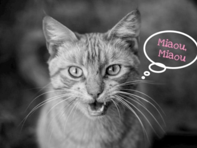 Pourquoi votre chat miaule tout le temps ?