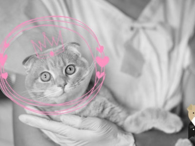 Les inconvénients de la castration de son chat