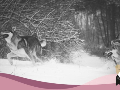 Le Chien Loup Tchécoslovaque, le courage à l’aspect sauvage