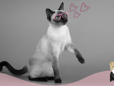 Le Chat Siamois : un caractère bien trempé