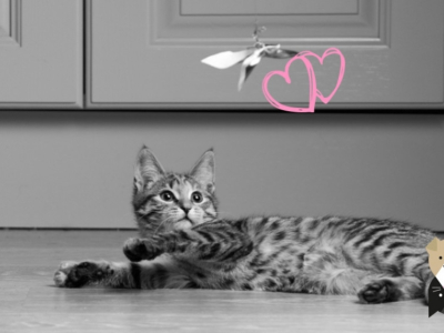 L'importance de la routine des chats
