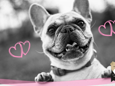 Le bouledogue français, un grand charmeur
