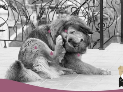Solution et remède contre les puces des chiens