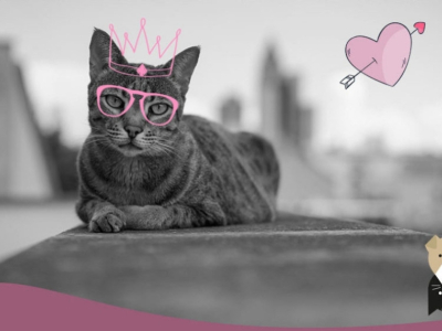 Le Chat Savannah : un grand joueur
