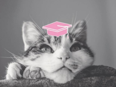 Les chats : comment mieux les connaître ?