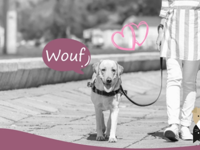 Le Labrador : un compagnon intelligent et patient