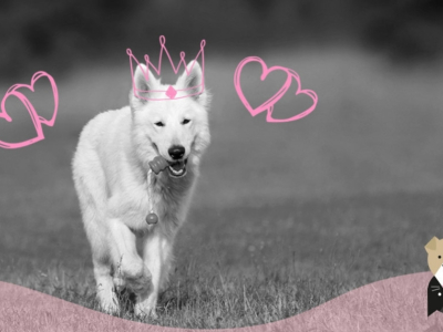 Pourquoi jouer avec son chien est important ?