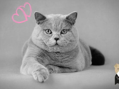 Le British Shorthair : un chat calme et affectueux