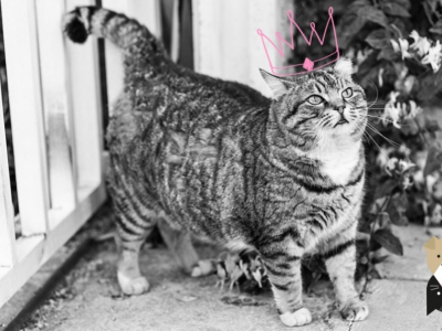 La poche primordiale du chat ou leur petit ventre