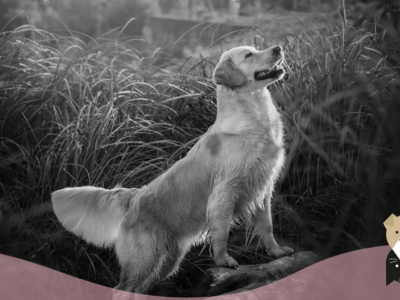 Le Golden Retriever : le guide le plus loyal