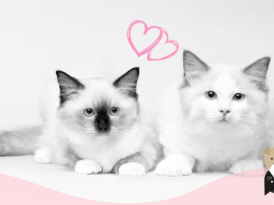 Le chat Ragdoll, la douceur incarnée