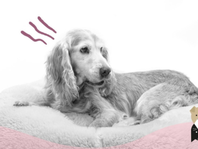 Quels sont les signes de l'arthrite du chien ?