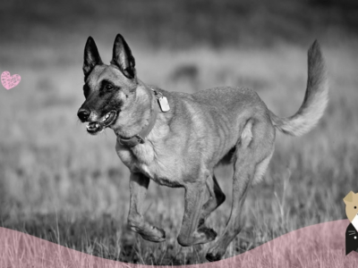 Le Berger Belge Malinois, un chien de garde hors pair