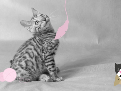 Comment accueillir un chaton à la maison ? 4 conseils