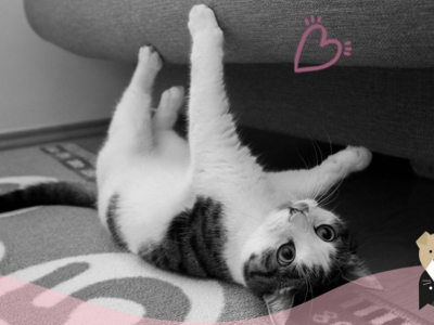 Pourquoi le chat fait-il ses griffes ?