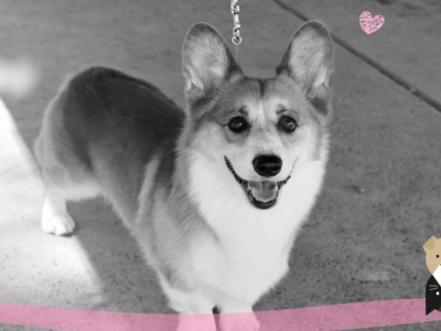 Les Corgis, fidèles compagnons de la reine Elizabeth II