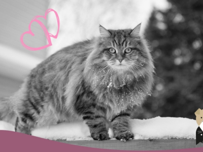 Le chat Sibérien