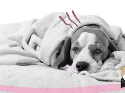 Les maladies du chien liées à son alimentation
