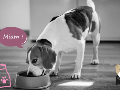 Quelle quantité de nourriture pour un chien ?