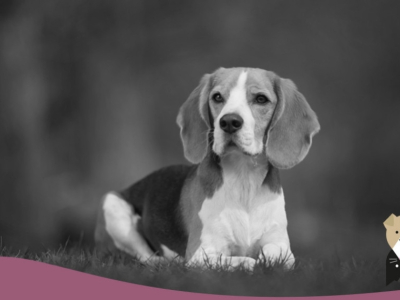 Le Beagle : une petite frimousse inoubliable