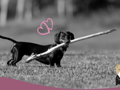 Le teckel ou chien saucisse