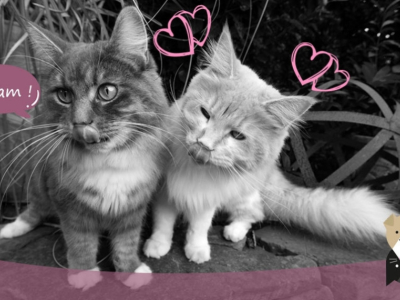 Quelles friandises donner à mon chat ?
