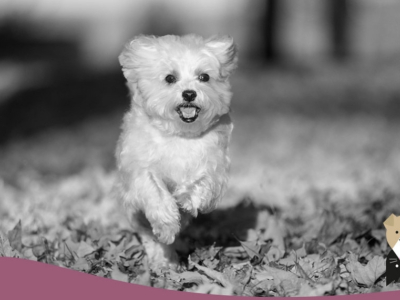 Le Bichon maltais : un caractère à toute épreuve