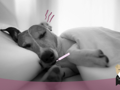 Les troubles alimentaires du chien