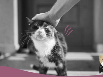 La dysplasie du chat