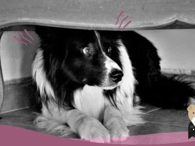 Quels sont les bruits du quotidien qui stressent votre chien ?