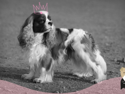 Le Cavalier King Charles : un compagnon charmant et séducteur