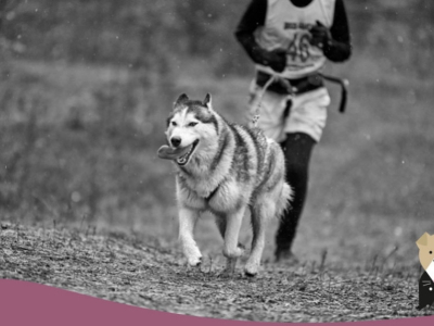 Pratiquer le canicross avec son chien