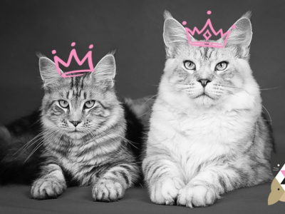 Le Maine Coon, câlin et majestueux, est le chat préféré des Français !