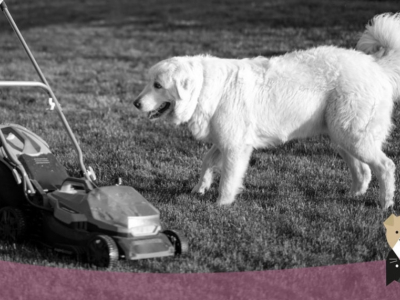 Les précautions à prendre pour la sécurité de votre chien lors de la tonte du ga