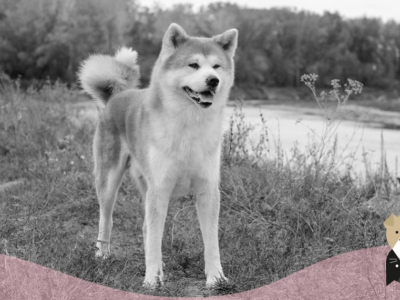 L'Akita Inu, un chien majestueux
