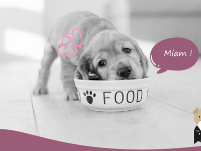 L'importance des compléments alimentaires dans la santé de nos animaux