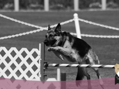 Tout savoir sur les chiens sportifs