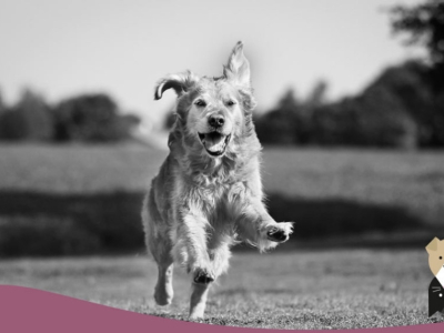 Les activités en fonction de l'âge du chien
