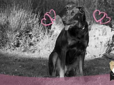 Le Beauceron, un chien rustique au cœur tendre