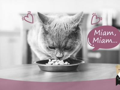 Les incroyables bienfaits de l'alimentation humide pour les chats