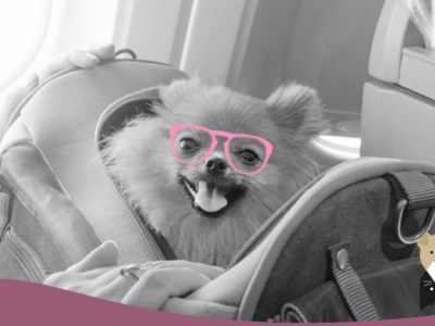Comment voyager avec son chien ?
