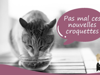 Comment faciliter la transition alimentaire d'un chat ?