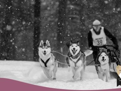 Comment atteler son chien ?