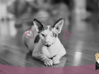 Le Sphynx, un chat sans poils