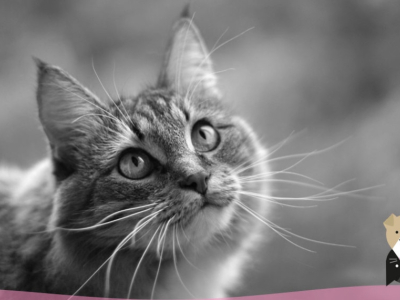 À quoi servent les moustaches du chat ?