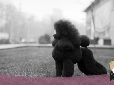 Le Caniche, l’élégance à la française