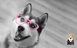 Comment les chiens voient-ils ? 4 caractéristiques de leur vision