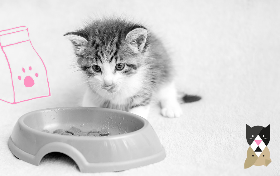 Quels sont les aliments préférés des chats ? - Super Croquettes
