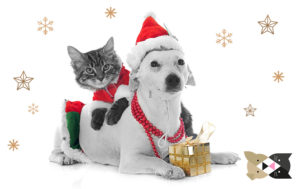 5 conseils pour un Noël au poil avec chats et chiens